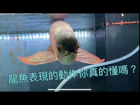 龍魚擋災|【龍魚風水講究】龍魚的風水意義和飼養講究 